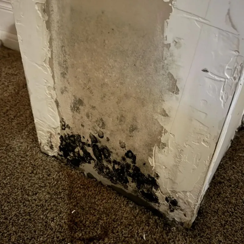 Professional Mold Removal in Reedley, CA